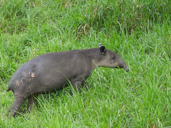 <h3><a href="/trips/costa-rica/biota/animalia/chordata/mammalia/perissodactyla/tapiridae/tapirus bairdii/tapirus bairdii-nl.html">Tapirus&nbsp;bairdii</a> / Baird's&nbsp;tapir / Midden‑amerikaanse&nbsp;tapir</h3>OM-1 Mark II met OLYMPUS M.150-400mm F4.5 TC, 1/2000 sec  bij F5.6, ISO 4000, afstand 66.8&nbsp;m